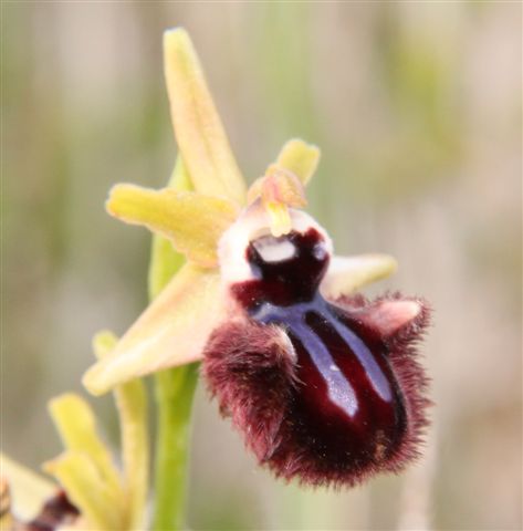 Orchidee a Matera e dintorni